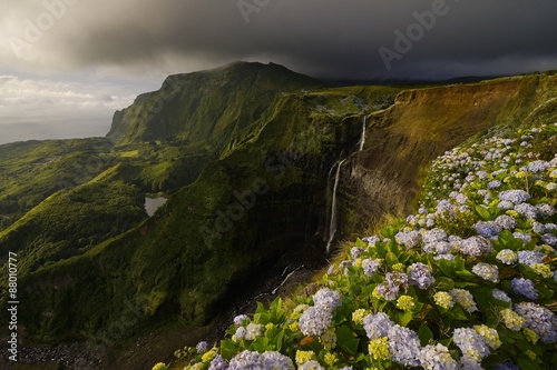 Hydrangea macrophylla and the Ribeira Grande waterfall, Flores island, Azores, Portugal
