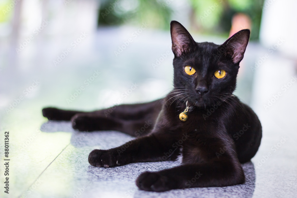 Fototapeta premium Black male cat show interest at photo camera
