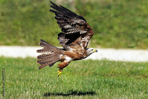 aigle ravisseur