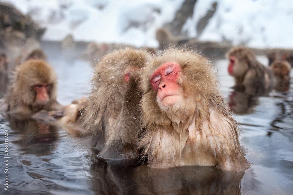 Naklejka premium Grupa makaków kąpie się w gorącym źródle w Japonii