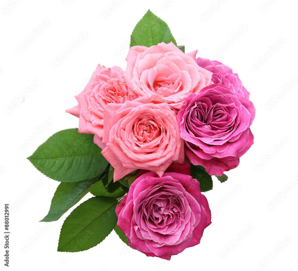 薔薇 薔薇