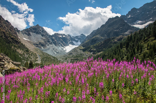 fiori di alta montagna - Ghiacciaio del Ventina - Valmalenco - Italia