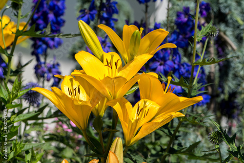 Fototapeta Naklejka Na Ścianę i Meble -  Lilien gelb