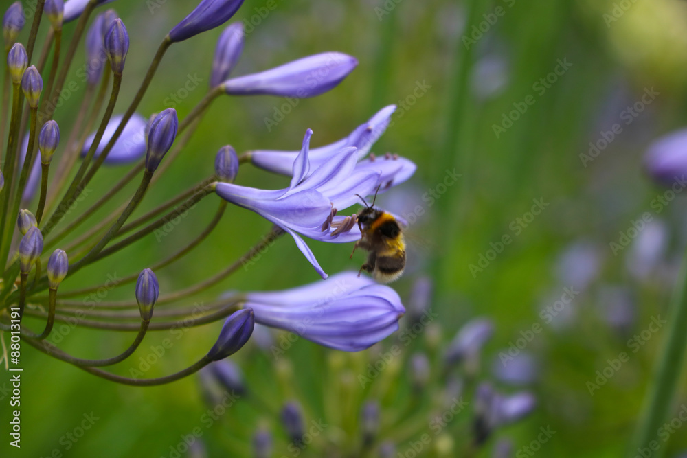 Fototapeta premium Bourdon