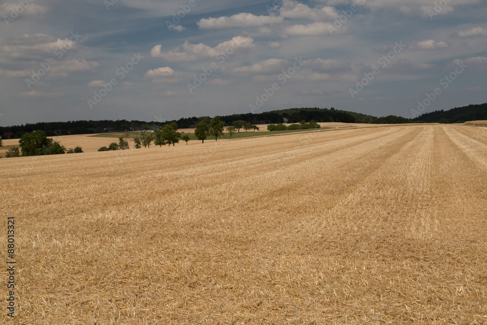 Wheat, Harvested wih tree in the backround