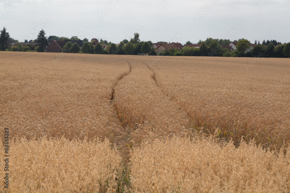 Wheat filed with track