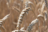 Wheat corn, closeup.