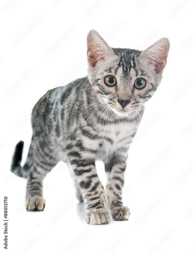 Fototapeta premium kotek bengalski