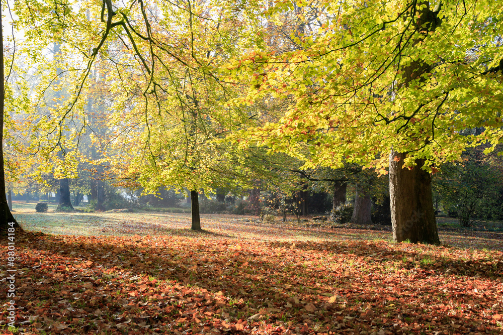 Landschaften im Herbst, Pilze Landschaften im Herbst, Pilze