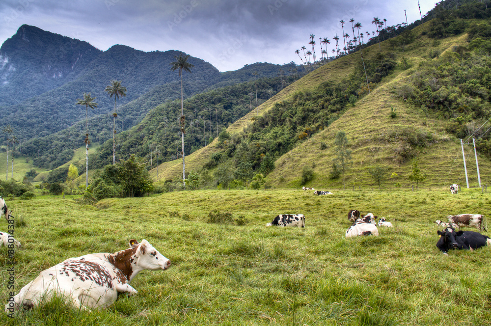 Cows at the valley of Cocora near Salento, Colombia
