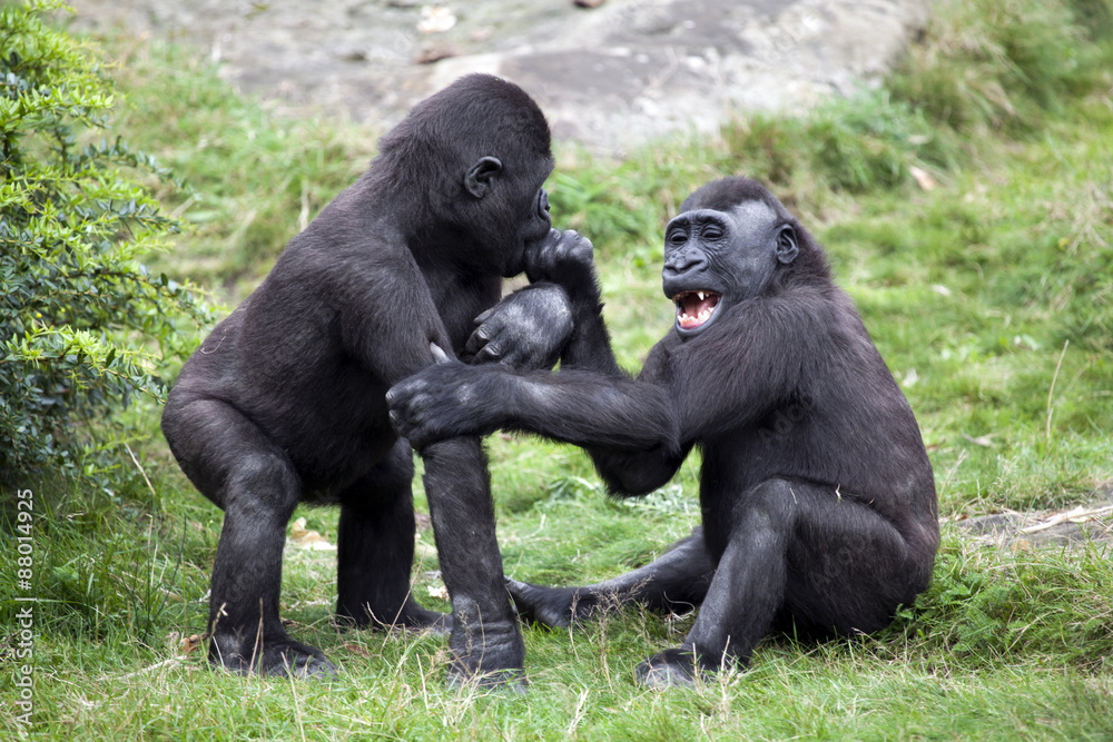 Two young gorillas playing in the grass Two young gorillas playing in the grass