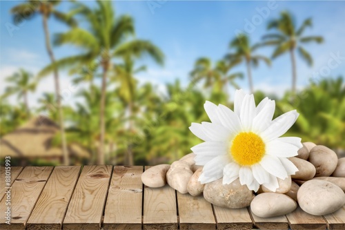 Flower  Single Flower  Spa Treatment.