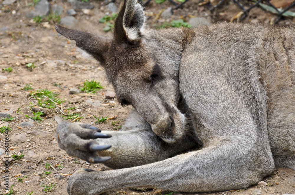 Fototapeta premium Kangaroo