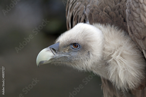 Vulture