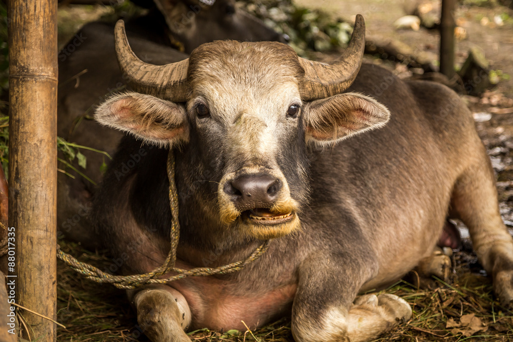 Buffalo Buffalo