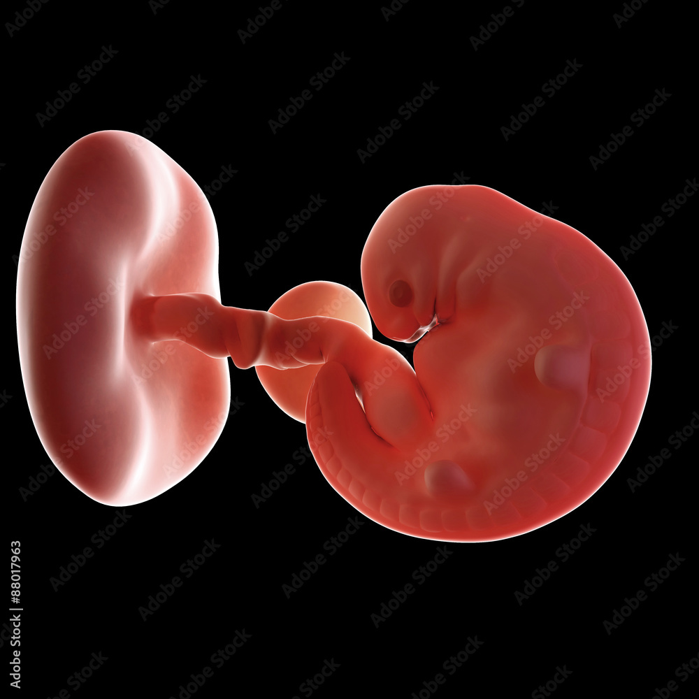 6 week embryo picture real