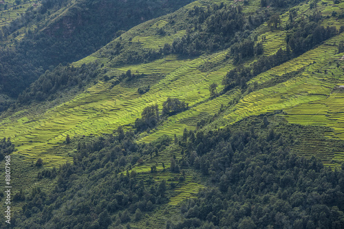 Rice terraces, Nepal