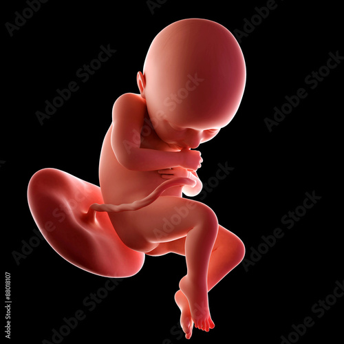 medical accurate illustration of a fetus week 36 photo
