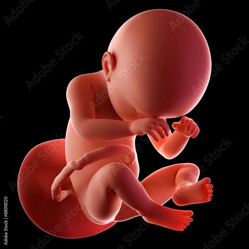 medical accurate illustration of a fetus week 38 photo
