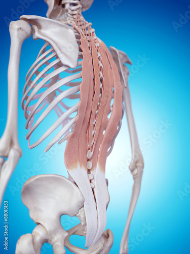 Fotografie medically accurate illustration of the deep back muscles