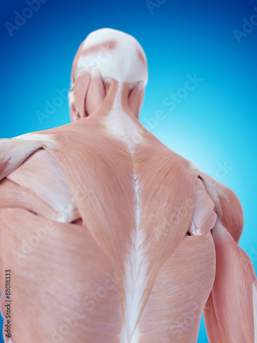 medically accurate illustration of the neck anatomy