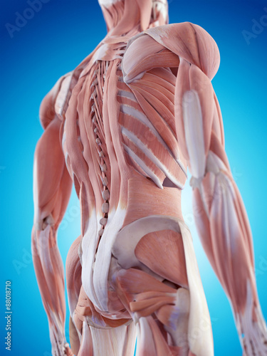 Tableau sur toile medically accurate illustration of the back muscles