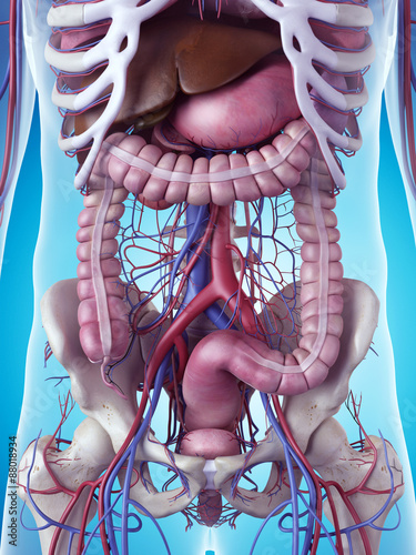 Fotografie medically accurate illustration of the colon