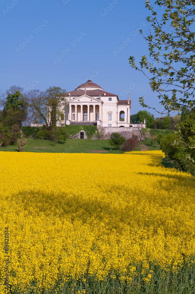 Villa La Rotonda with yellow flower in Vicenza