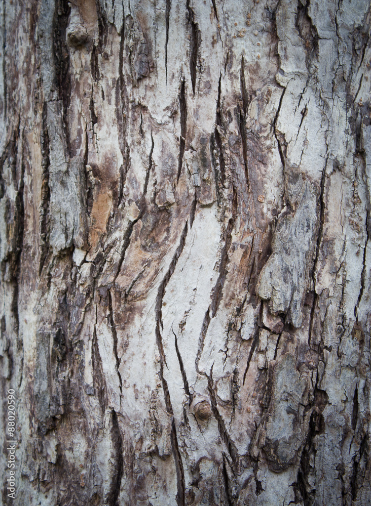 Obraz premium Tree bark texture