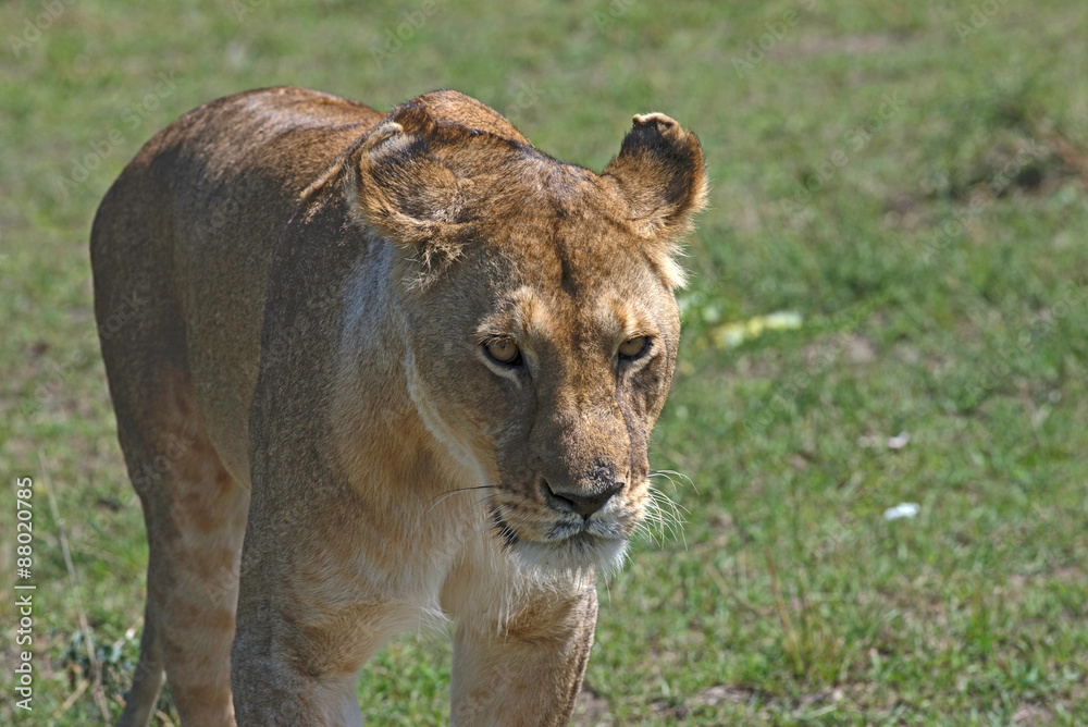 Naklejka premium Lioness stalking