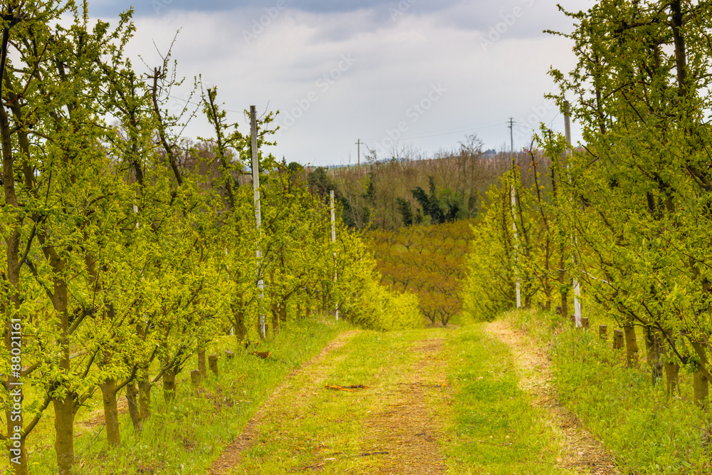Obraz premium orchards organized into rows on rolling hills