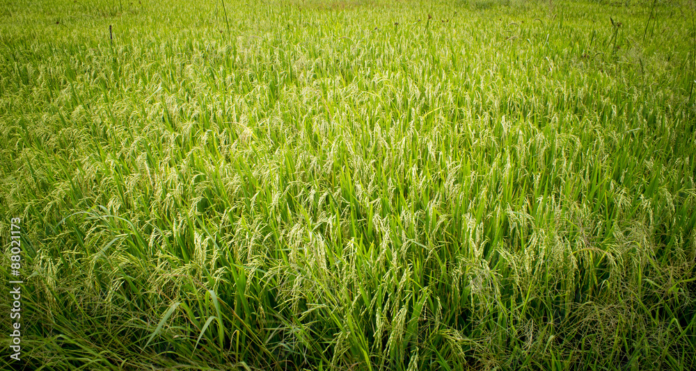 Fields of rice grains Fields of rice grains