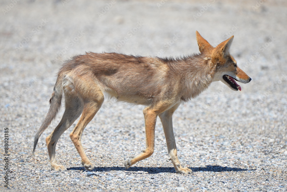 Fototapeta premium Coyote