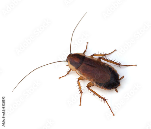 Wood Cockroach © Melinda Fawver