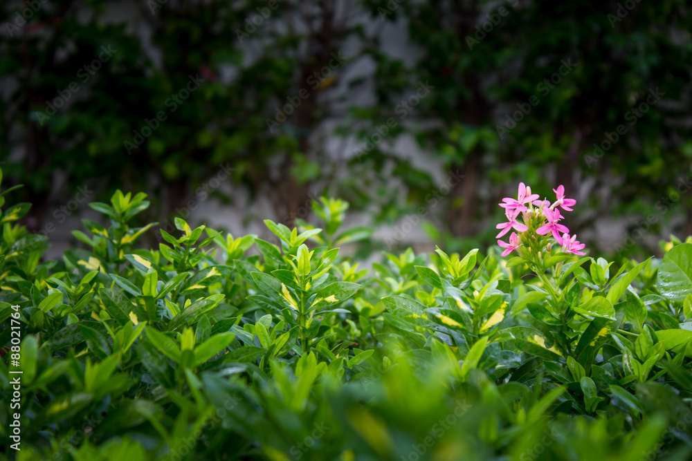 purple Spring flower in the garden, Thailand. purple Spring flower in the garden, Thailand.