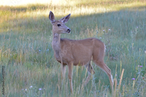 Biche