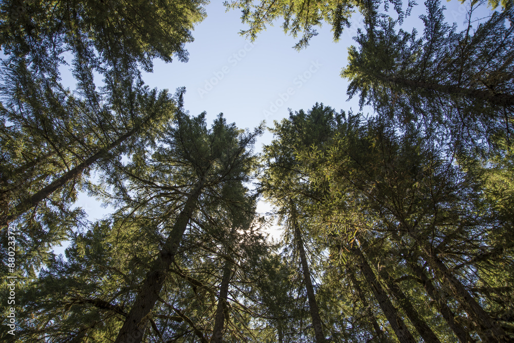 Old-growth forest of Douglas Fir trees in Oregon