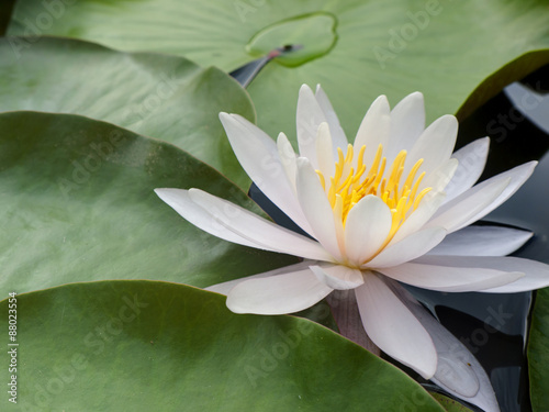 Lotus flower on the water