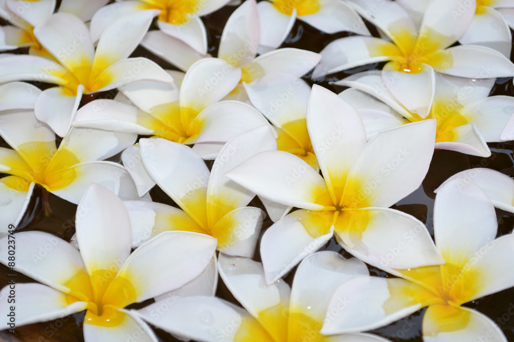 plumeria in holy water