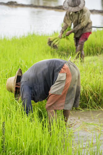 Group of Thai farmer planting rice in the farm.