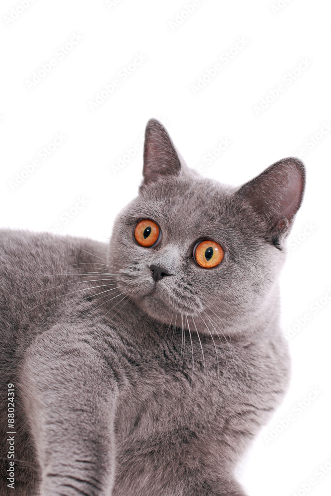 Naklejka beautiful British cat with yellow eyes