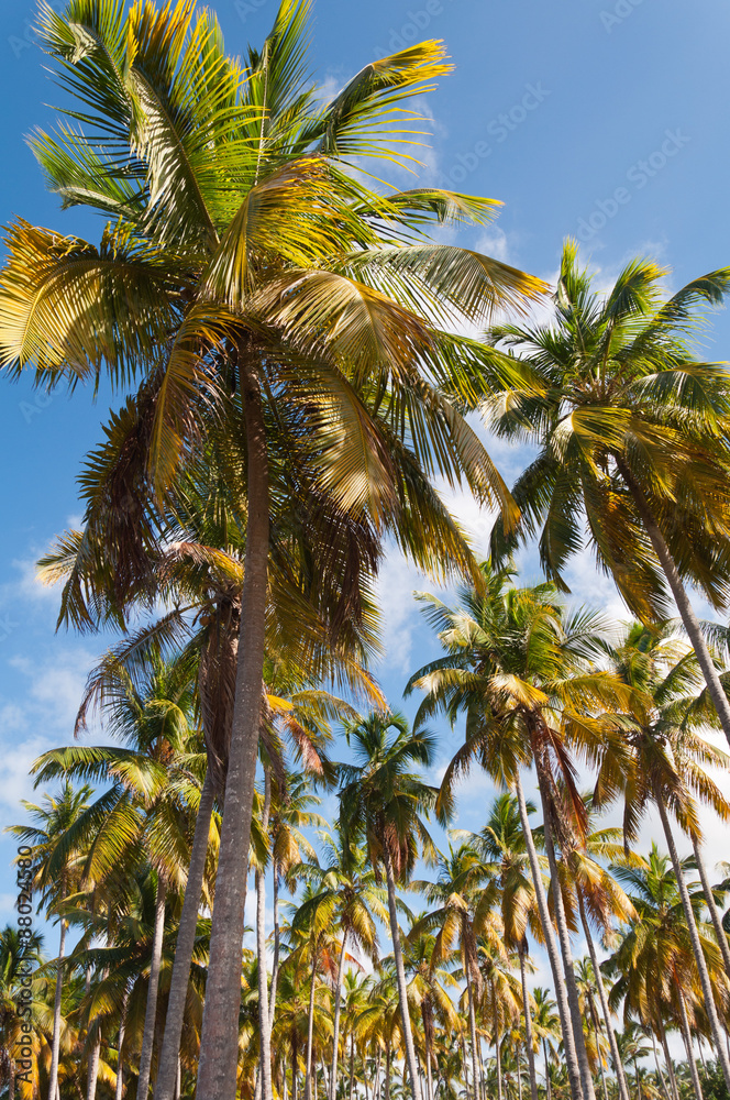 Caribbean sea and beach