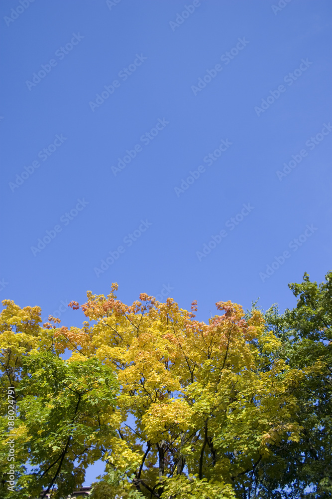 Branches of trees Branches of trees