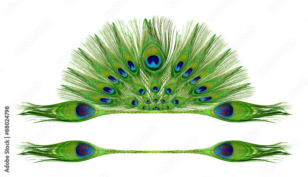 Fototapeta premium Peacock feathers on white background