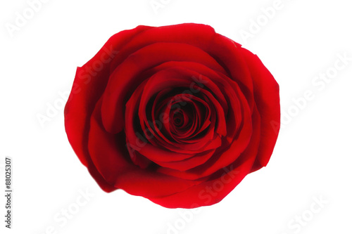 red rose isolated on white background macro