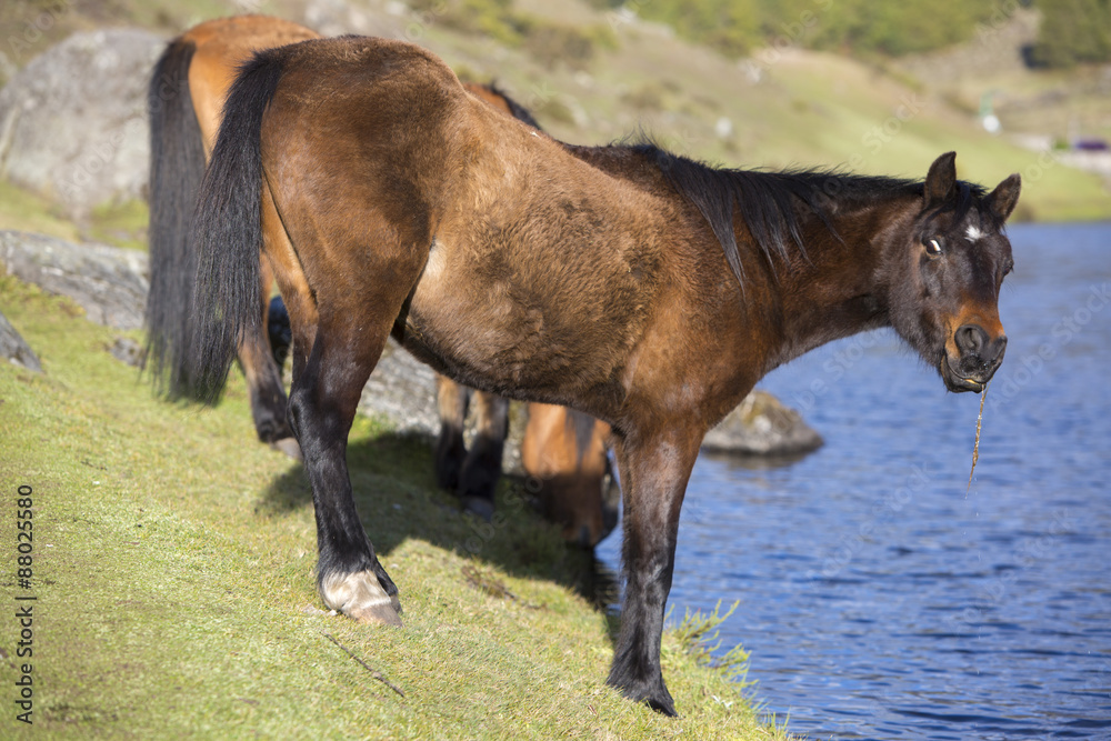 Two beautiful domestic horses drinking water from the Laguna Muc Two beautiful domestic horses drinking water from the Laguna Muc