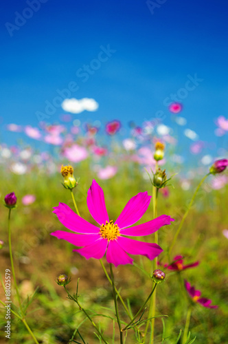 Cosmos flowers pink in the garden on blue sky