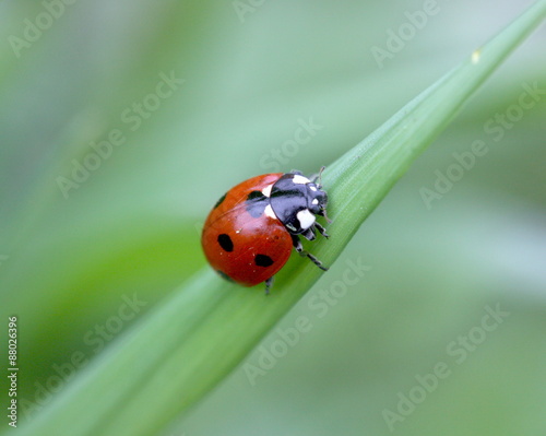 ladybug, beetle