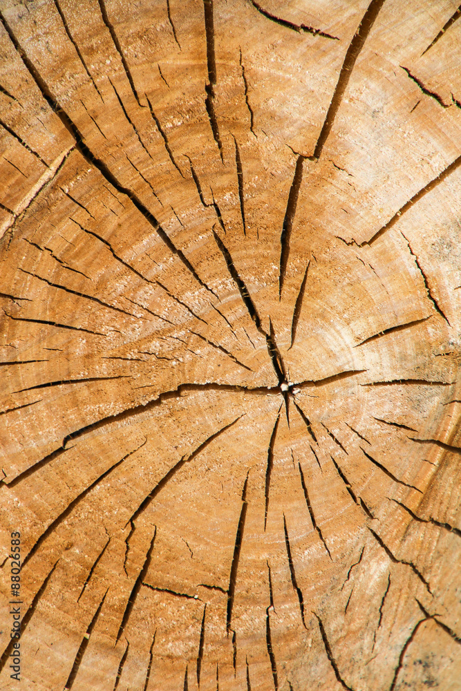 Fototapeta premium Kręgi na pniu drzewa