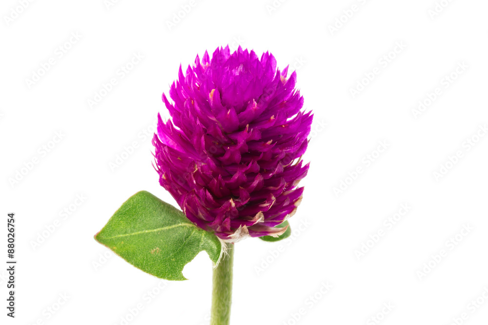 globe amaranth Flower isolate on white
globe amaranth Flower isolate on white